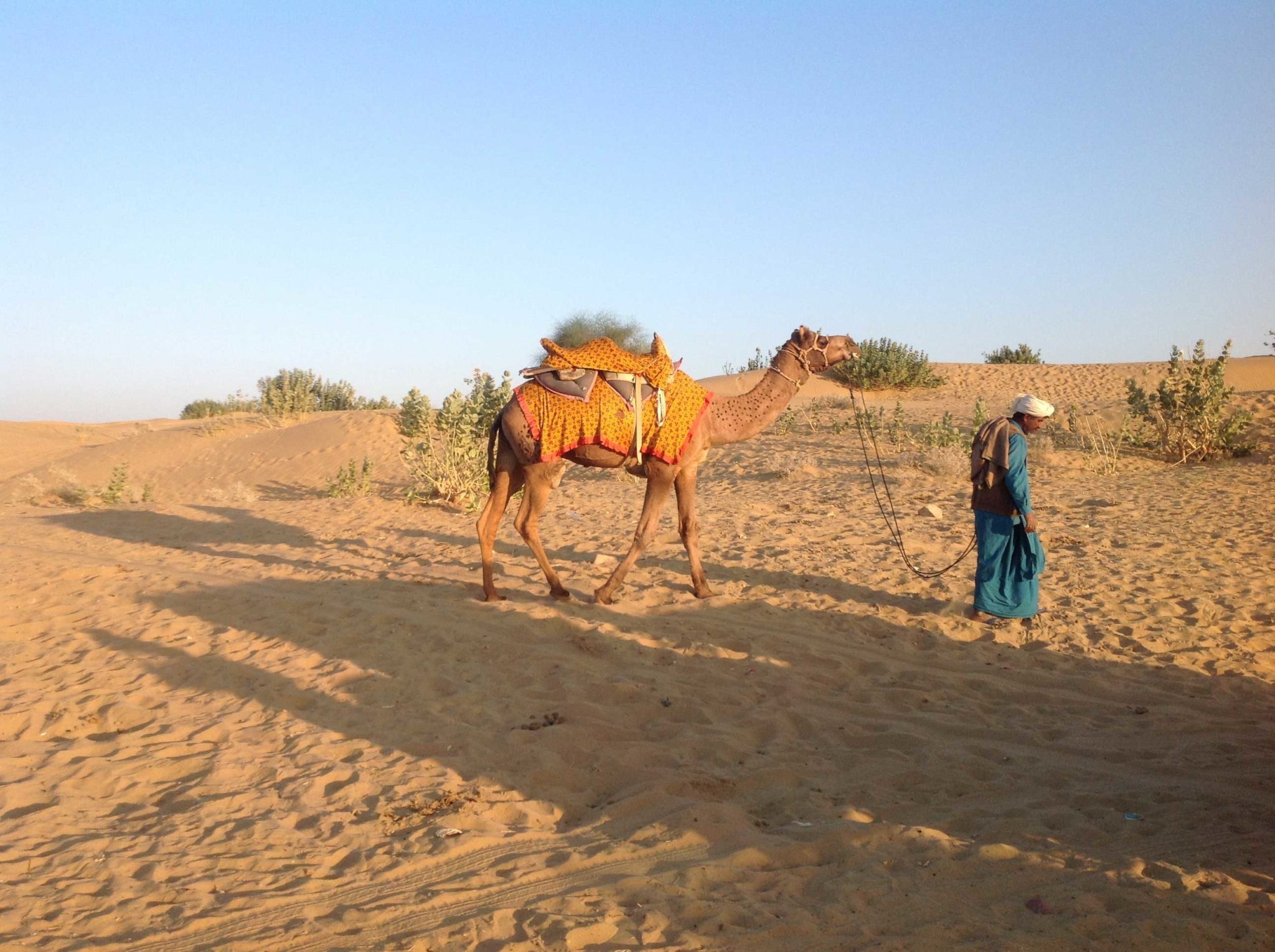 A Person Dragging A Camel in the Desert